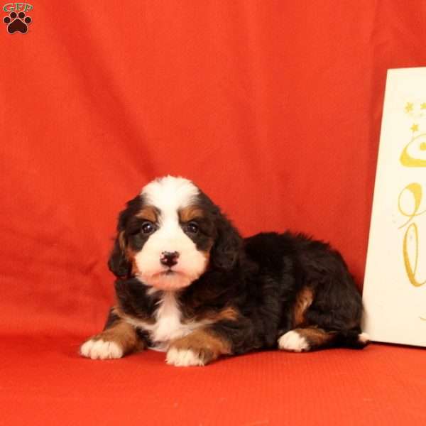 Pinesol, Mini Bernedoodle Puppy